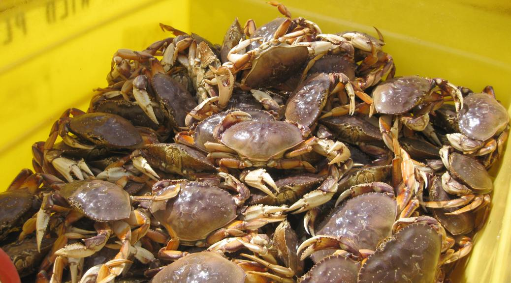 recreational dungeness crab fisheries open south of point