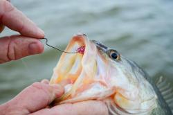 Carolina rigging, Texas-tubing and Spinner Craws for Bass Fishing