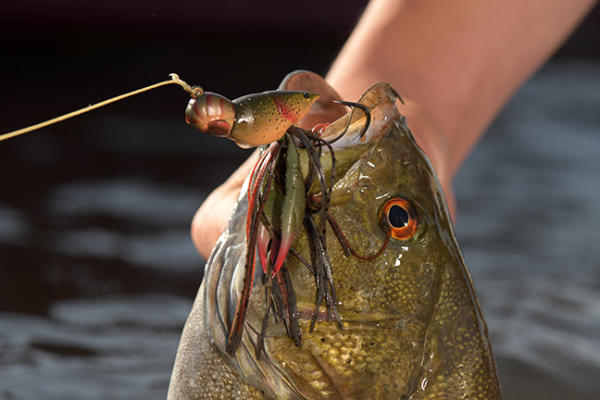 Hollow Body Craw from LIVETARGET Announced Best Freshwater Soft