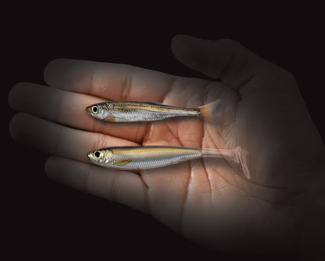 Injected Core Technology the Next Generation of Lure Innovation from  LIVETARGET