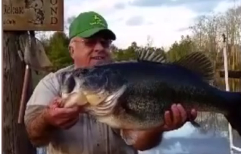 Man Catches 16Pound Largemouth Bass by Hand Bite, Catch and Weight