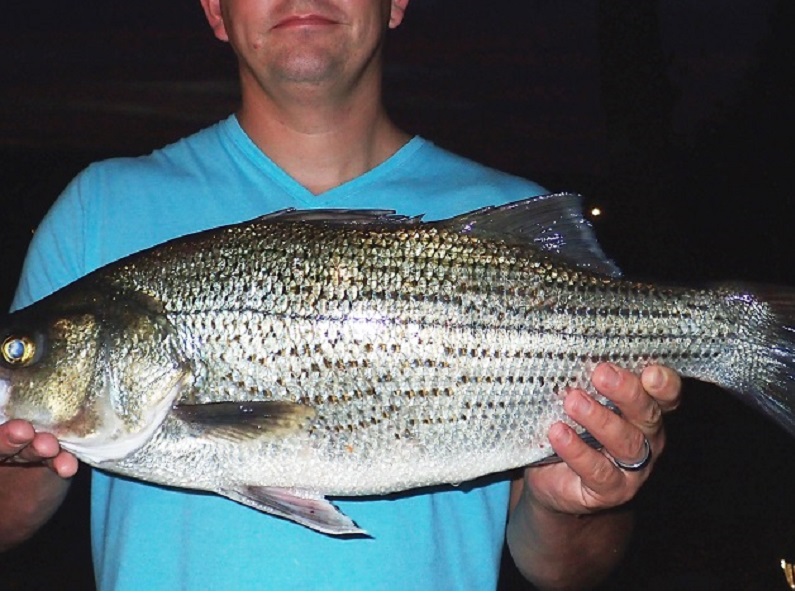 STATE-RECORD HYBRID STRIPED BASS CAUGHT Westernbass.com