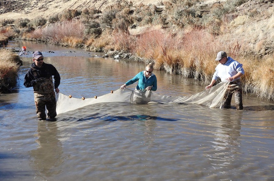 Dam breaks thousands of fish moved Westernbass com