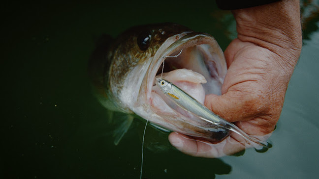 New Ghost Tail Minnow with Injected