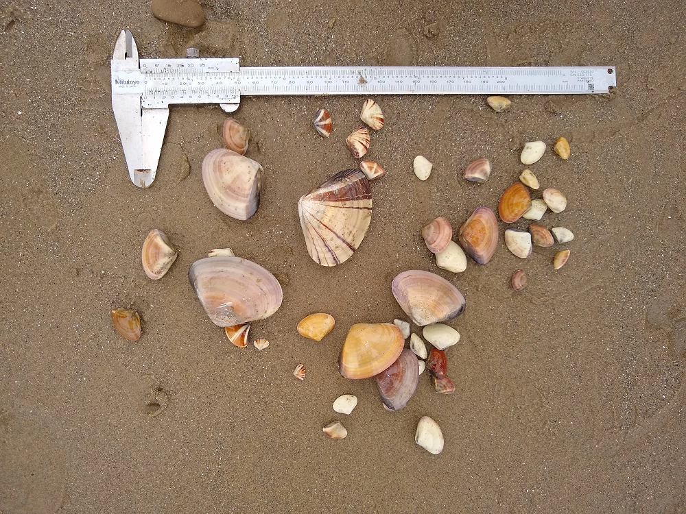 Pismo Clams on Central Coast Beaches