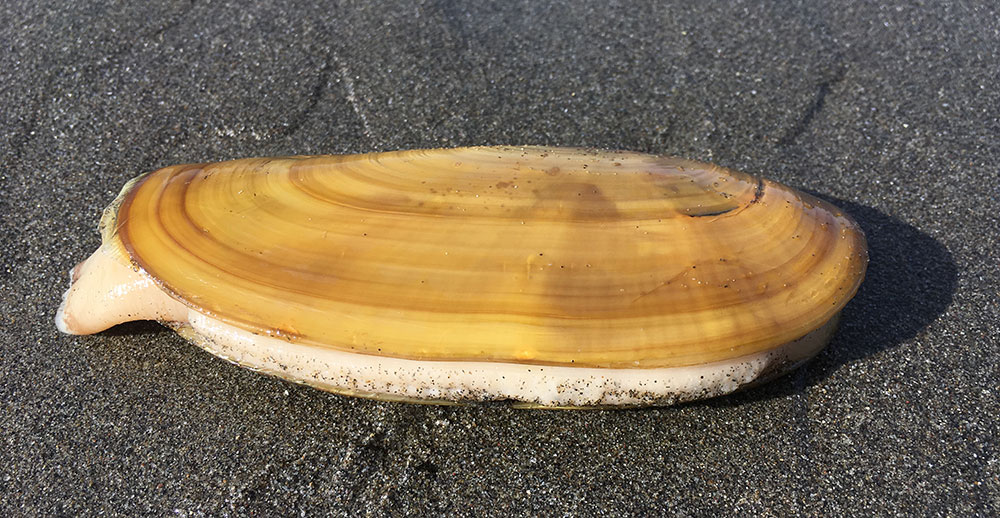 Razor Clam Fishery Opens After Five Years