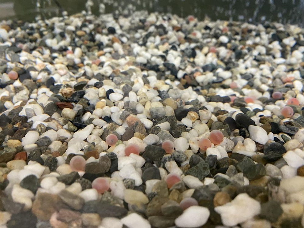 “Trout in the Classroom” program