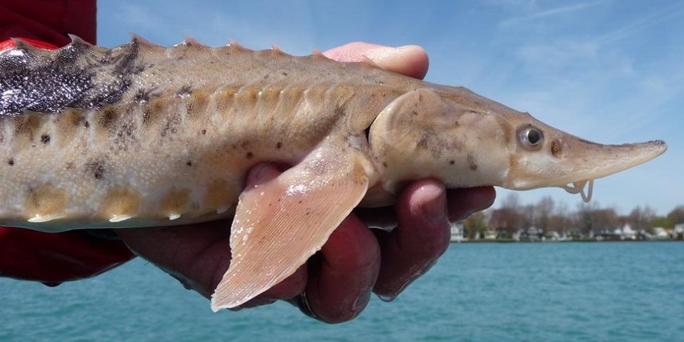 Sturgeon Westernbass Com