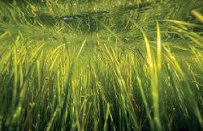 underwater grasses increase in chesapeake bay