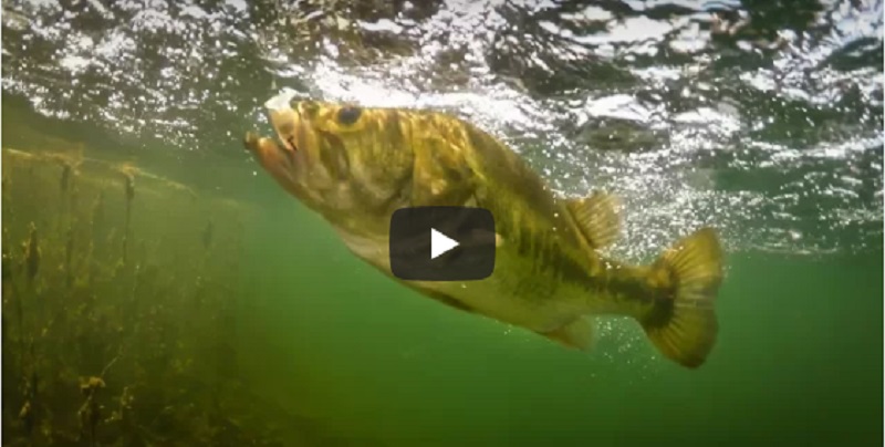 Craziest Underwater Bass Fishing Footage EVER! Whopper Plopper