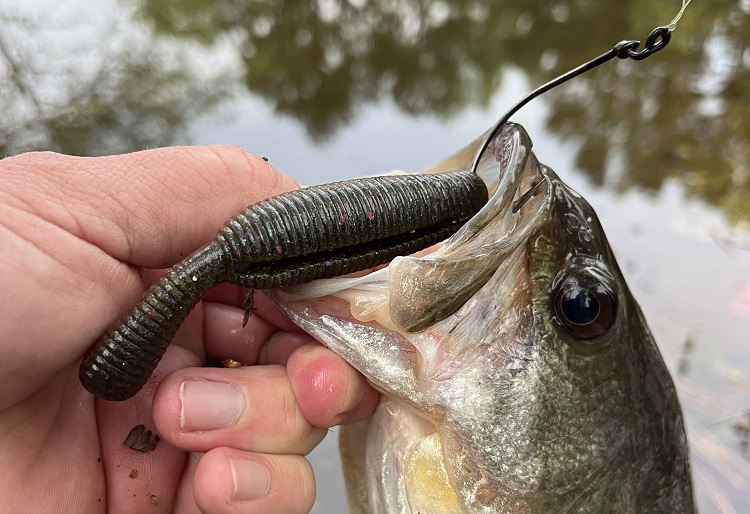 Finesse Texas Rig? Favorite baits? - Fishing Tackle - Bass Fishing
