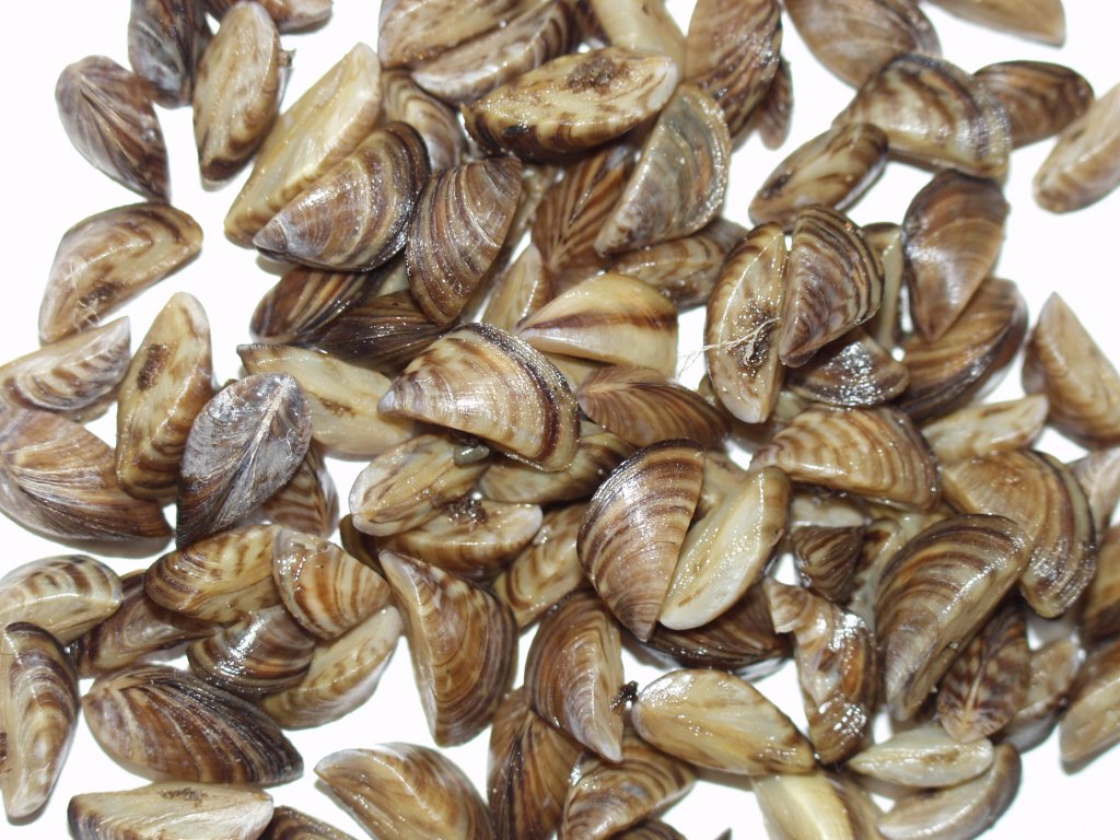 Zebra Mussels Found in Kansas Lakes | Westernbass.com