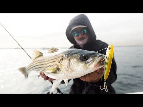 Crazy topwater Striped Bass action