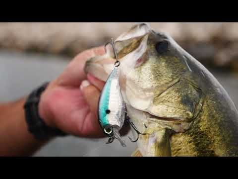 Late fall, early winter Bass fishing tips from MLF Pro Zack Birge